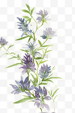 紫色的神香草