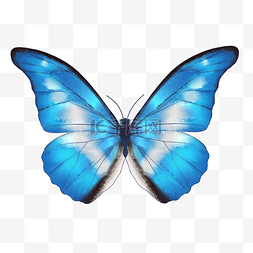 清新蓝色水彩蝴蝶