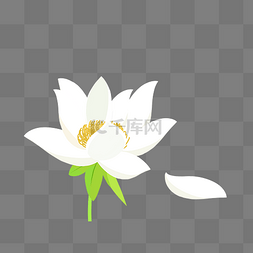 白色花卉插画图片_好看的白色莲花插画