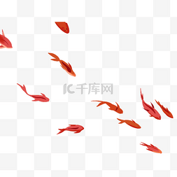 一群漂亮的红鲤鱼
