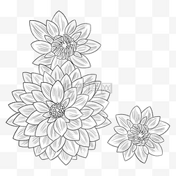 黑白线描手绘花朵