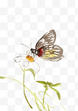 手绘蝴蝶花卉图片_水彩画采花粉的蝴蝶