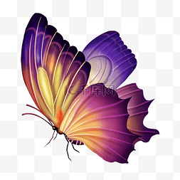春天颜色艳丽的蝴蝶写实