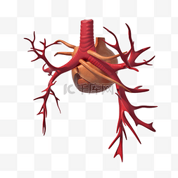 图片_立体心脏系统png图