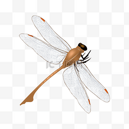 翅膀张开蜻蜓插画