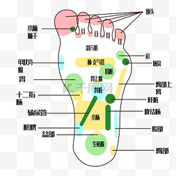 白色足部穴位图