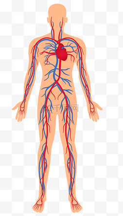 人体动脉静脉分布图