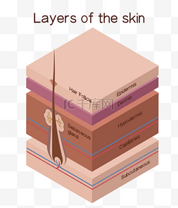分层结构图片_立体皮肤结构分层
