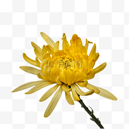 黄花朵图片_清明节黄色线菊黑色背景缅怀