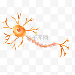 分叉图片_黄色神经元神经体