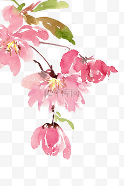 粉色的花瓣图片_红色的海棠花