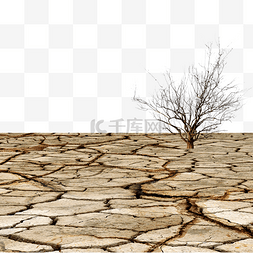 干涸地面和枯树