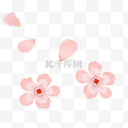 樱花花朵花瓣