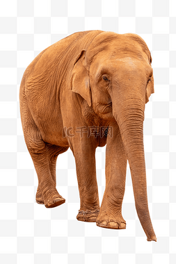 长鼻子亚洲象