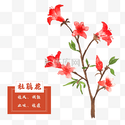 春花图片_杜鹃花花类中草药材水彩植物花卉