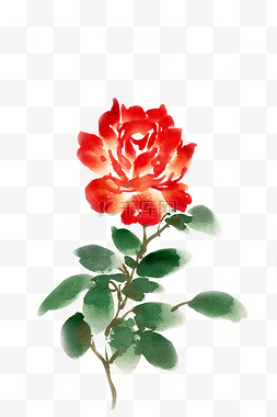 水彩花卉红色的玫瑰
