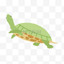 乌龟爬爬图片_绿色乌龟