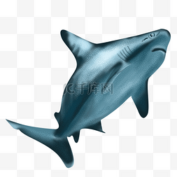 高清海底摄影鲨鱼