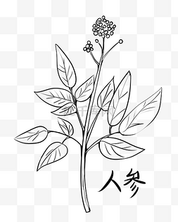 线描药材人参