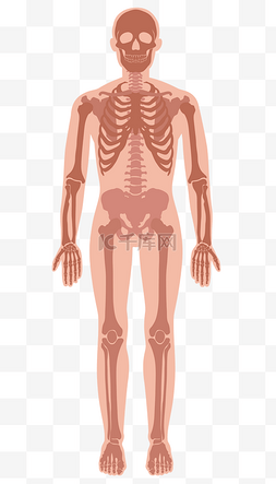 人体脊柱头骨图片_人体骨骼图