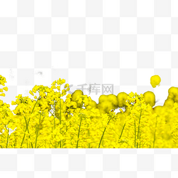 春花图片图片_油菜花花朵