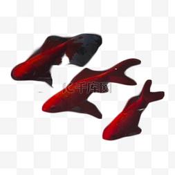 红色年年有余图片_三只游来游去的红色小鱼
