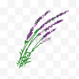 紫花薰衣草