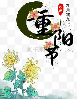 重阳节菊花