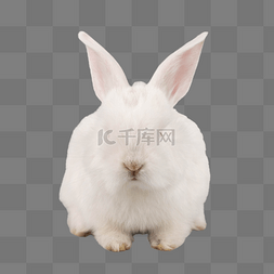 大白图片_可爱动物兔子