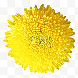 黄色乒乓菊