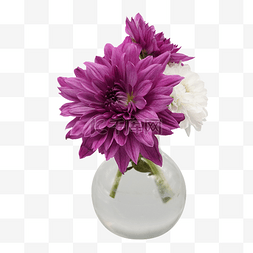 紫色菊花瓶插