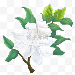 白色花朵栀子花