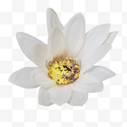 白色栀子花朵