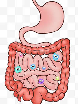 身体器官肠胃
