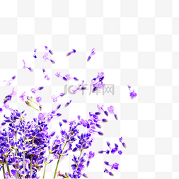 紫色薰衣草花瓣