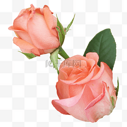婚庆鲜花素材图片_粉色玫瑰