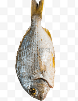 生鲜鱼鲷鱼