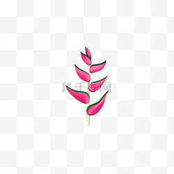 手绘热带粉红花花卉PNG图