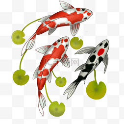 手绘日本彩色锦鲤