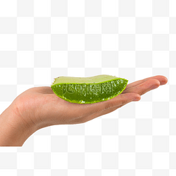 手中的绿色芦荟