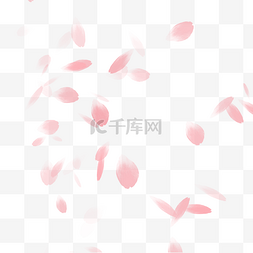 教师节粉色花图片_粉色樱花樱花花瓣飘舞