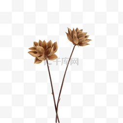 插花花图片_手绘干花莲花花束