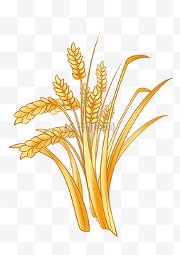 金色稻谷成熟水稻