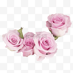 紫色婚庆图片_紫色玫瑰