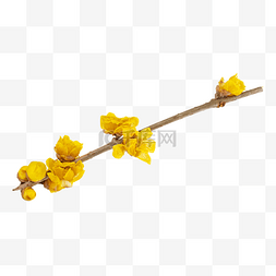 黄色梅花植物腊梅