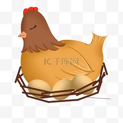 抱窝孵蛋的母鸡插画