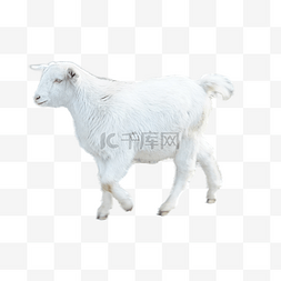 白色小羊山羊