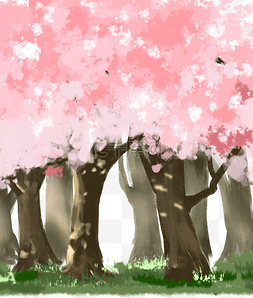 樱树樱花