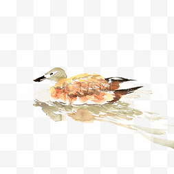 游泳的鸭子素材图片_水中的鸭子