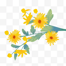 重阳节黄色菊花